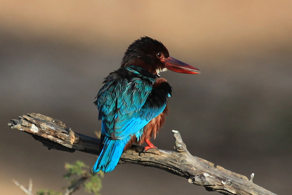 White-throated Kingfisher